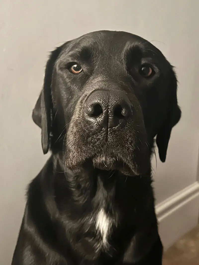 Moose the Dog Inspiration